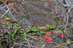 Euphorbia sp nova bronze PV2828 Mandritsara zapadne GPSEU2 Mad 2015_0986.jpg